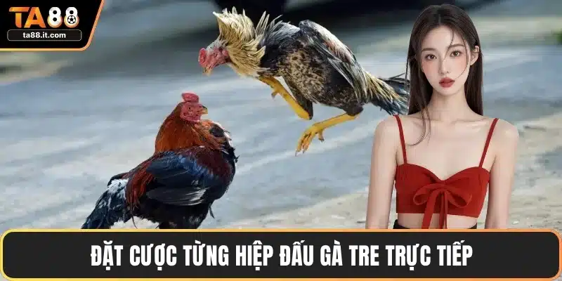 Đặt cược từng hiệp đấu gà tre trực tiếp