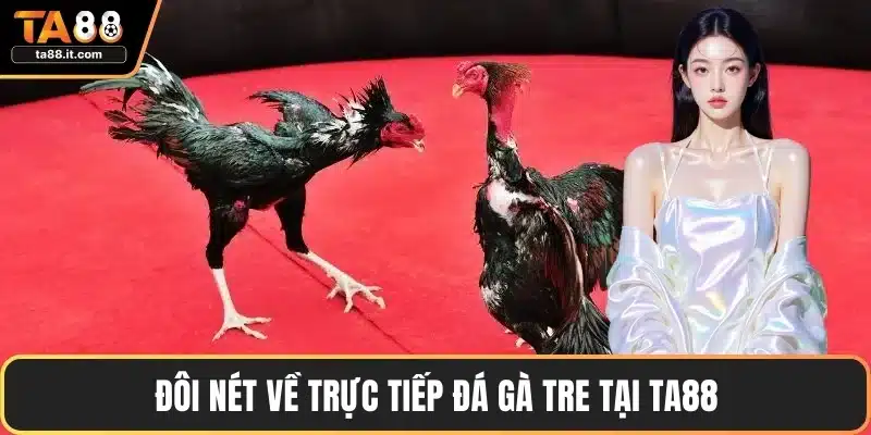 Đôi nét về trực tiếp đá gà tre tại TA88