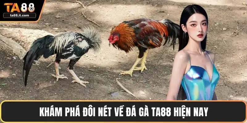 Khám phá đôi nét về đá gà TA88 hiện nay