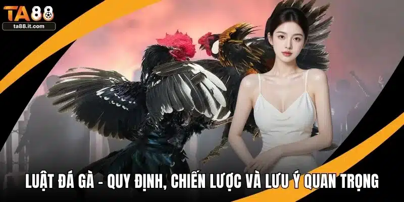 Luật Đá Gà - Quy Định, Chiến Lược Và Lưu Ý Quan Trọng