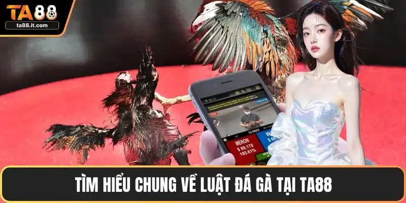 Tìm hiểu chung về luật đá gà tại TA88