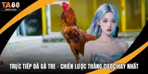Trực Tiếp Đá Gà Tre - Chiến Lược Thắng Cược Hay Nhất
