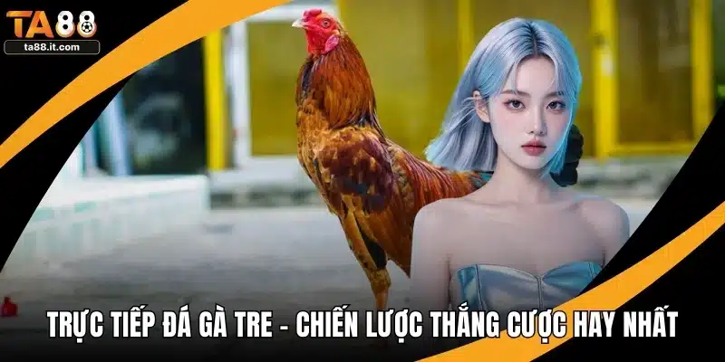 Trực Tiếp Đá Gà Tre - Chiến Lược Thắng Cược Hay Nhất